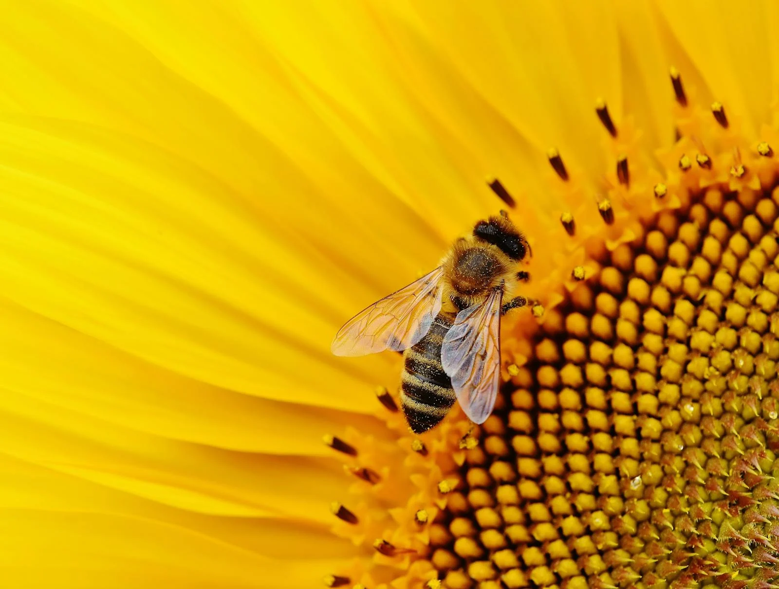 Bee pollinating a flower